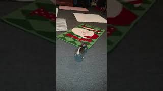 Funny dogs