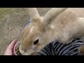 Feeding bunnies on Ōkunoshima, Rabbit Island in Japan