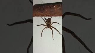 Huntsman Spider
