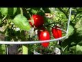 PlantProfile : Juliet Hybrid Tomato