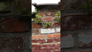 La Vigne De Lespoir Apprendre À Tailler La Vigne Pour Une Récolte Abondante Help