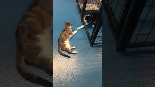 Meet Sybil A Domestic Shorthair Currently Available For Adoption 9112022 23933 Pm