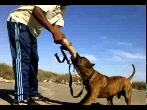 agadir dressage de chiens- agadir dressage de chiens-