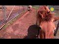 Watch: The Smithsonian's National Zoo Przewalski's Horse Anne & Filly B-roll Pkg The Smithsonian's National Zoo Przewalski's Horse Anne & Filly B-roll Pkg
