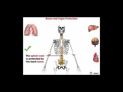 Human Skeleton and Internal Organs From Medex