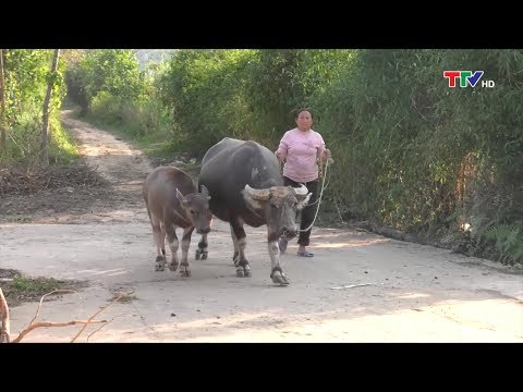 (TTV) Trang địa phương: Huyện Thường Xuân