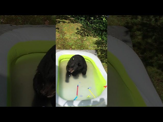 Bear Thinks He Is A Human Baby - Video