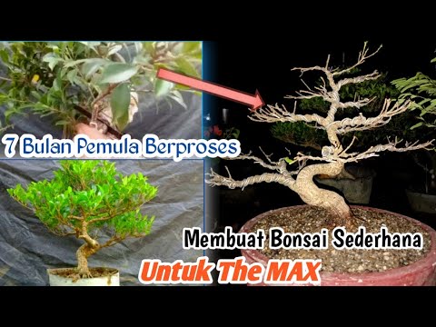 Membuat Bonsai Kimeng Meliuk The Max ||Tanpa Pres Cabang???