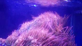 Maxspect Gyre Xf150 And Xf250