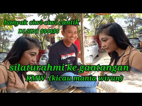 Silaturahmi ke gantangan kmw (kicau mania wirun ) banyak  ciwi-ciwi cantik di sekitaran gantangan