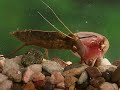 Dragonfly nymph feeding on small aquatic invertebrates