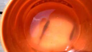 VIDEO0066 VIDEO0066