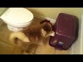 Husky pup arguing about taking a bath