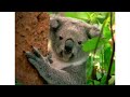 The Sydney Olympics Part 1 | Olympic History