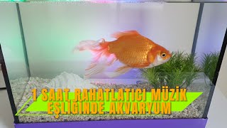 1 Saat Rahatlatici Müzi̇k Eşli̇ği̇nde Akvaryum.