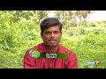 Tips to grow Sirukan peelai at your terrace garden | Poovali | News7 Tamil