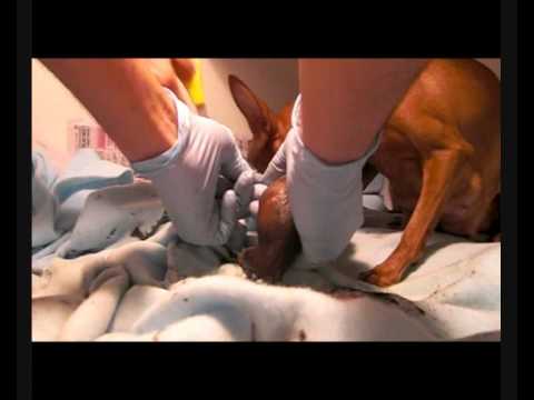 Snooki Baby  on Sweet Pea Giving Birth To Baby Chihuahuas      Hezy V  Deos Bolivia