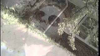 Watch Choir Sled Dog video