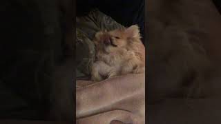 Giving Peaches A Belly Rub