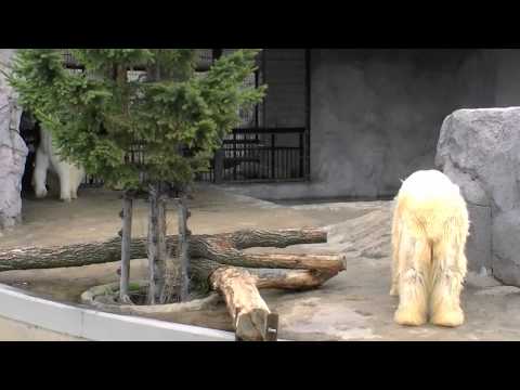桜咲く旭山動物園 ホッキョクグマたち~Polar Bears