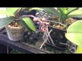 "How to water orchids" | ORCHID CARE How to water Phalaenopsis Orchids | "Orchid care tips"