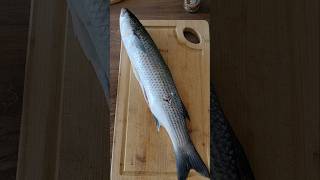 Je Tire Un Mulet De Mer En Che Sous Marine, Catch & Cook