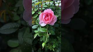 4k cute rose's flower  status❤️‍🔥😲🔥#rose😍🌹😍#short#ytshort#trending