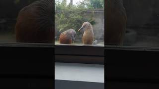 Birds Having Conversation