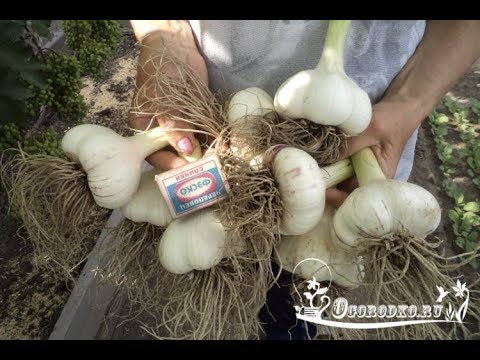 Какой чеснок сажать крупный или мелкий 98