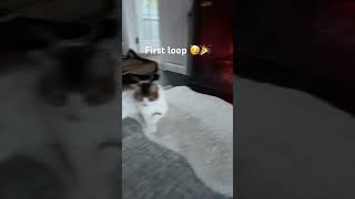 Perfect Loop