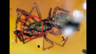 13 Ancient Animals Preserved in Amber