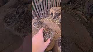 Newborn Hares Leverets Дети Лилит #Домзайца #Cute