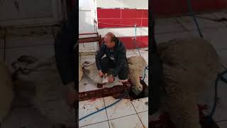 Konya Adak Kurban Adakçı - 538 234 30 98