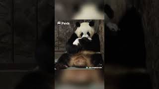 Clips Of Panda Baby And Mom In Every Step Of The Childhood | iPanda #shorts