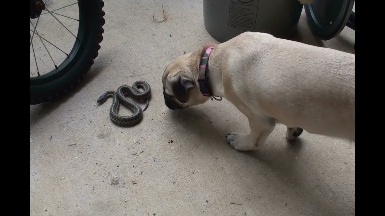turbo pug pug meets snake goes turbo our baby pug going nuts turbo pug pug meets snake goes turbo our baby pug going nuts