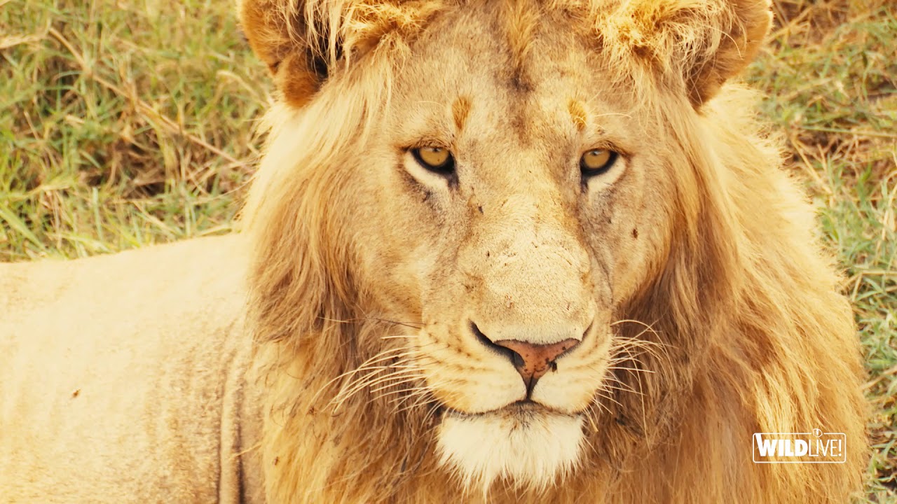 WILDLive! Saison 3 : Tanzanie