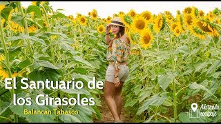El Santuario de los Girasoles en Balancán Tabasco