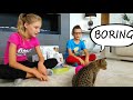 TESTING CAT GADGETS ON OUR CAT!!!