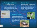 Protecting Endangered Species by Josephine and Holly