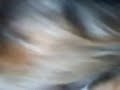MEU GATINHO MAMANDO NA CACHORRINHA