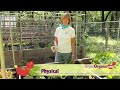 planting