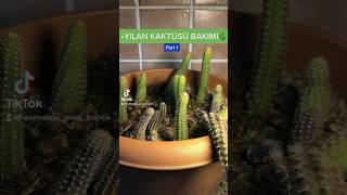 Yılan Kaktüsü Bakımı Part 1 Iyi Seyirler..