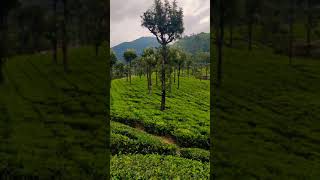 Valparai Tea Estate #Shorts #Tamilnadu #Tourism #Travel #Nature #Valparai #Naturelover