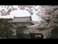 二本松城と桜