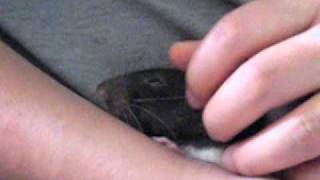 Maisy Boo Does A Little Boggle