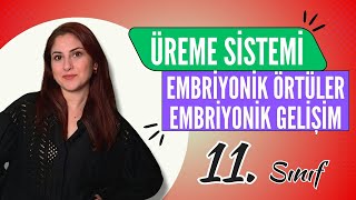 32 Embri̇yoni̇k Örtüler Ve Embri̇yoni̇k Geli̇şi̇m 11. Sinif Ayt Bi̇yoloji̇ Ders Notlari 2024