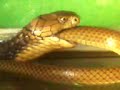 Kingcobra Makan Ular Koros images Kingcobra Makan Ular Koros