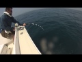 sharking 004