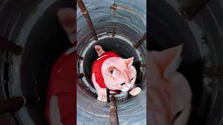 Mama Cats Mess Her Help Turns A Little Problem Into A City-Wide Disaster.
