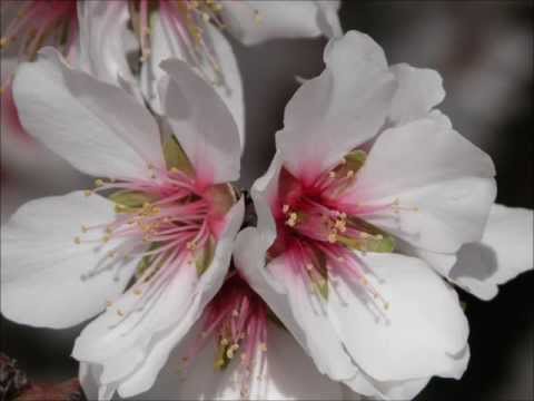 Forever In Love - Kenny G (HD)